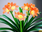 君子兰能水养吗怎么养