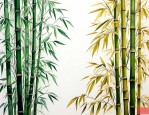 黄金间碧竹和金镶玉竹