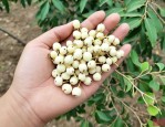 4公分白蜡多少钱一颗