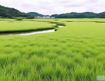 2025年大叶油草是什么草