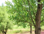 黄杨树杀虫用什么药好