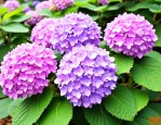 2025年绣球花是什么花序