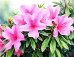 云南杜鹃花在什么地方