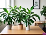 办公桌喜阴好养的室内植物
