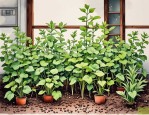 2025年什么植物没有种子