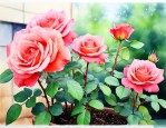 月季花可以夏季移栽吗