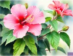 芙蓉花有什么功能主治