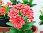 夏季高温长寿花怎么养