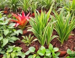 2025年成都植物种子报价