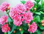 重瓣长寿花的养殖方法