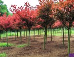 红叶石楠树苗种植基地