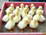 鹅苗批发价位是多少钱