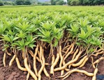 2025年种植黄精种子价格