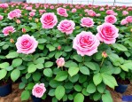 2025年怎样培植月季花苗