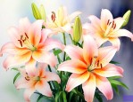 百合花比喻什么样的人