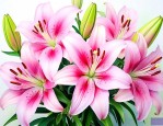 百合花读后感300字