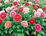 西安批发花卉哪里便宜
