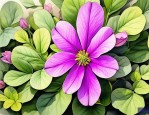 2025年豆科植物花冠类型
