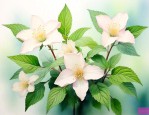 薄荷的花语及代表意义