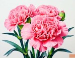 怎么让康乃馨花苞开花