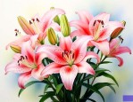 99朵百合花代表什么