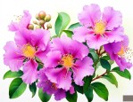 紫薇花和什么花特别像