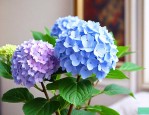 洋绣球花能放卧室里吗