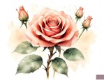 香槟玫瑰花语是什么意思 寓意和象征