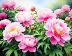 芍药什么时候开花季节