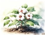 如何种植棉花