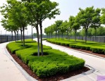 2025年绿化苗木栽植方案