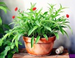 在家养什么驱蚊植物好