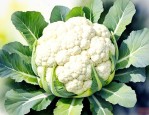 什么叫十字花科的蔬菜