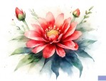 七月属于什么花