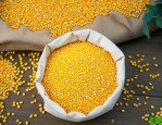 黄金粮玉米种多少钱一袋