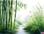 请问竹子是植物还是草呢