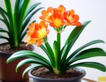 君子兰开花可以换土吗