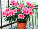 家里阳台能种杜鹃花吗