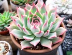 好养活的多肉植物品种新手