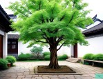 湖南庭院适合种什么树