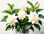 栀子花适合在室内养吗