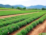 陕西周至花卉苗木基地