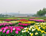 2025年阜阳花卉种植基地