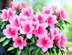 杜鹃花可以放室外养吗