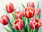 郁金香花语是什么寓意是啥