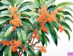 桂皮和桂花树有关系吗