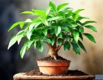 发财树用什么土壤种植