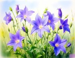 风铃草和风铃花一样吗