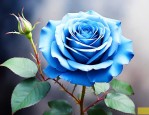 蓝色玫瑰花能种出来吗