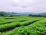 2025年重庆绿植批发基地